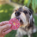 Kazoo Barney's Barkery Dog Donut Biscuit