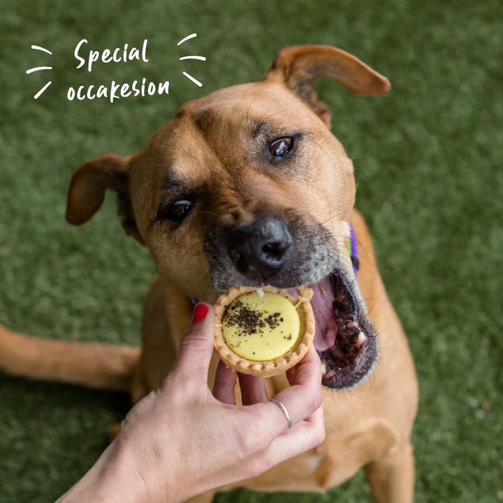 Kazoo Barney's Barkery Custard Tart Treat