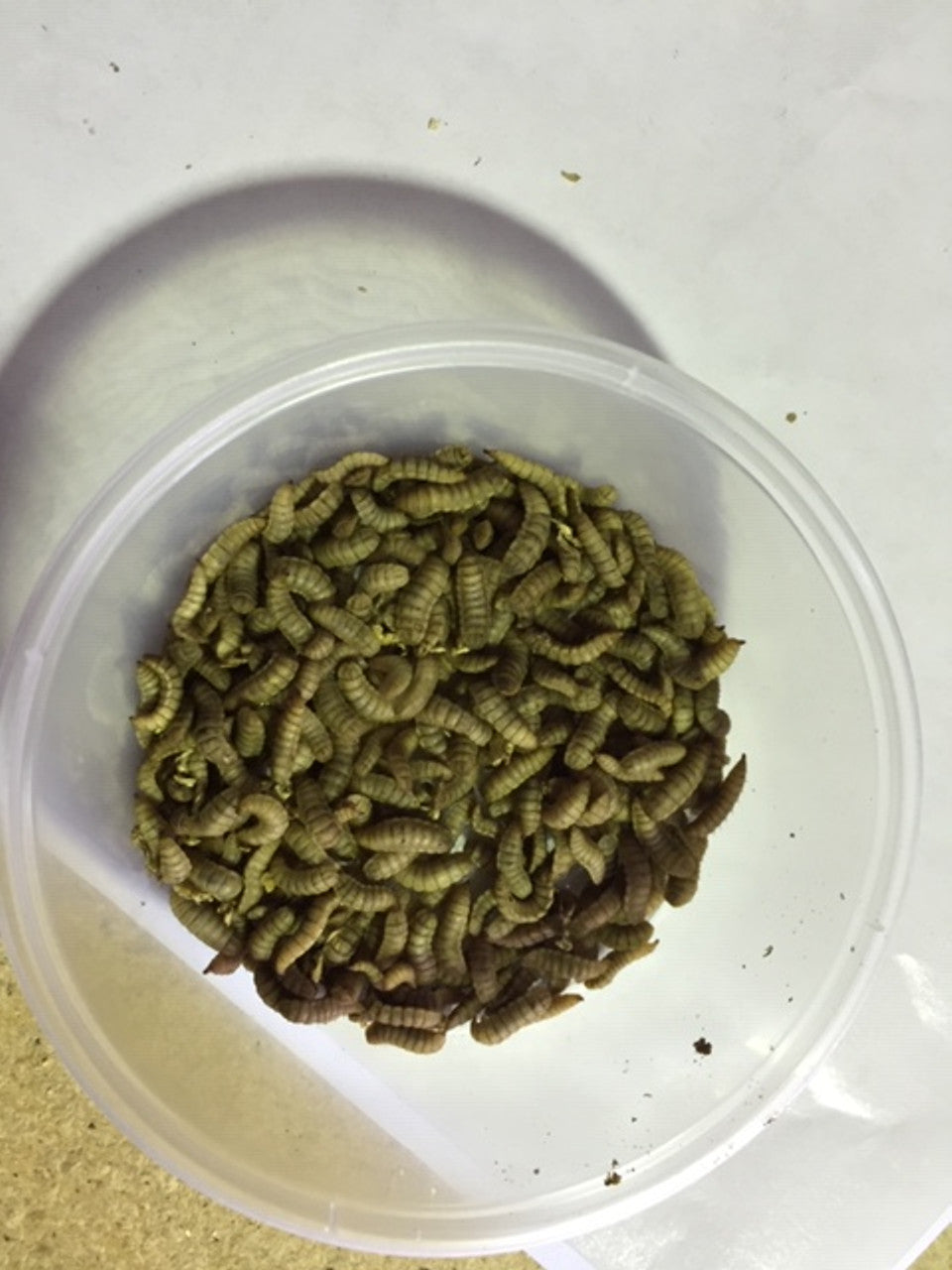 Fly Larvae