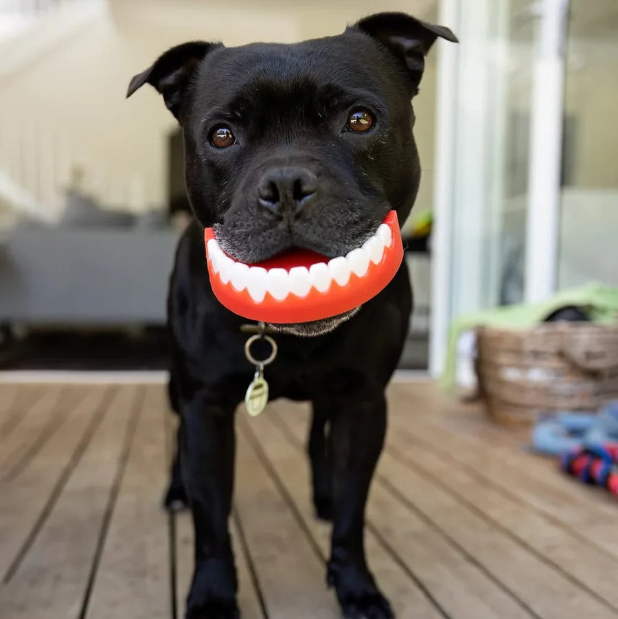 Happy Staffy Co Chatter Chompers