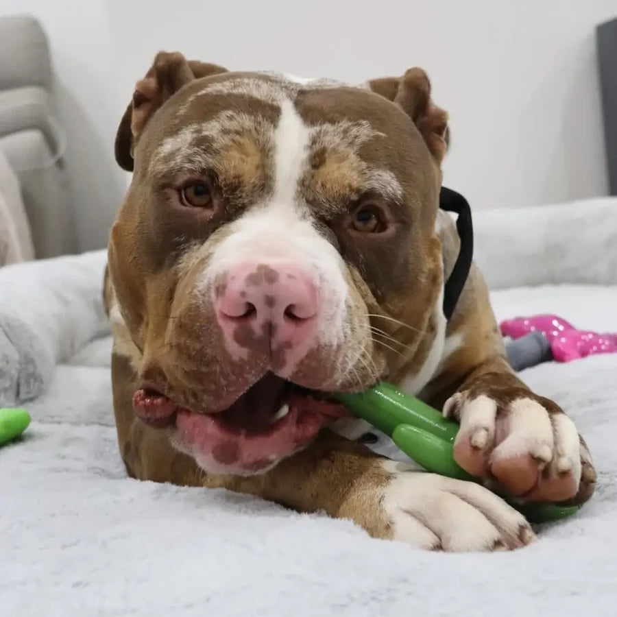 Happy Staffy Co Cactus Cowboy