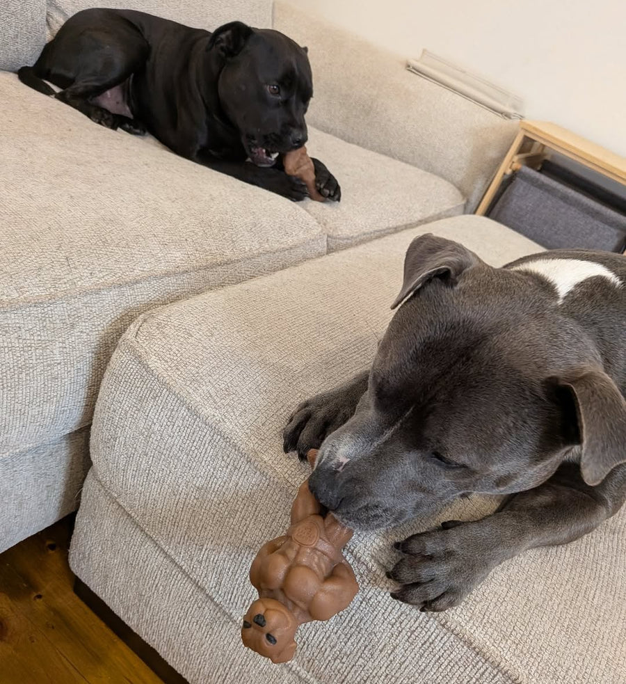 Happy Staffy Co The Staffinator
