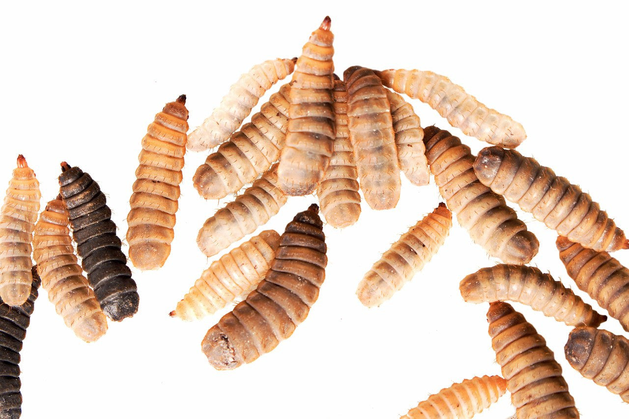 Fly Larvae