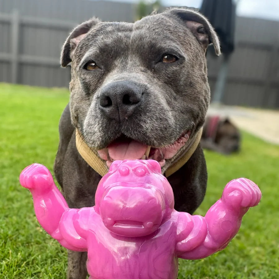 Happy Staffy Co Chomp-O-Potamus