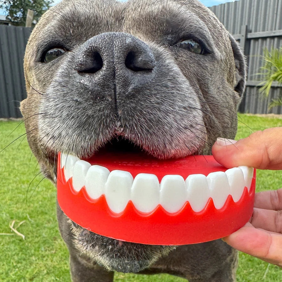 Happy Staffy Co Chatter Chompers