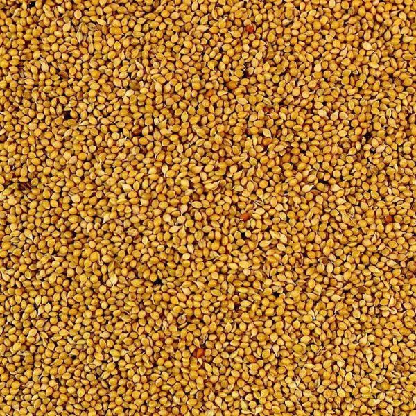 Avigrain Panicum seed (Panorama)