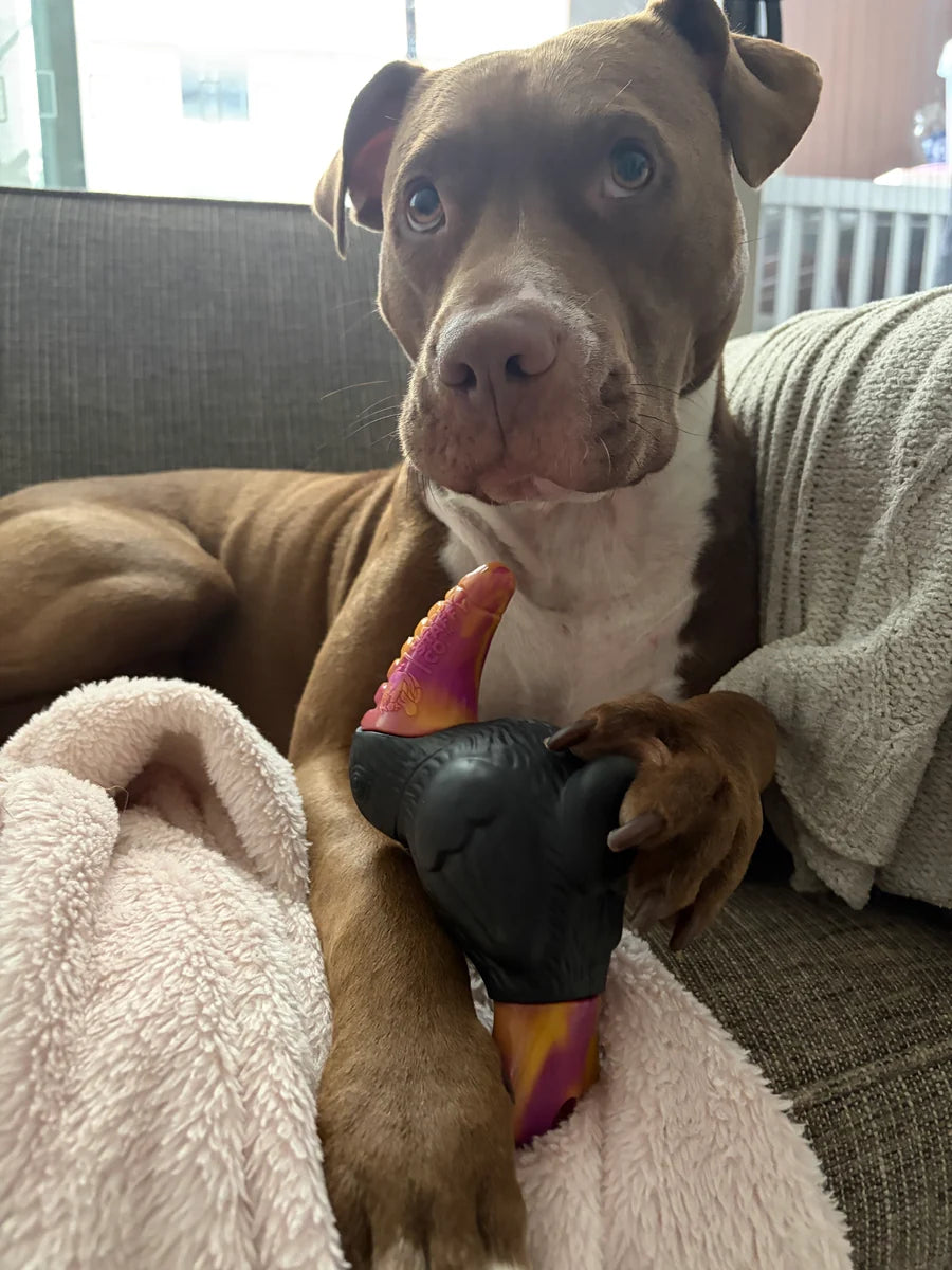 Happy Staffy Co Trevor The Toucan