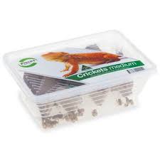 Pisces Crickets BUY 1 GET 1 FREE