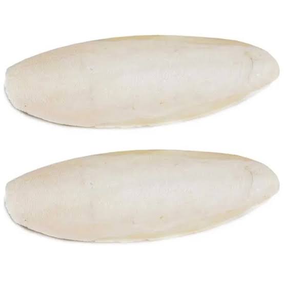 Cuttle Bone
