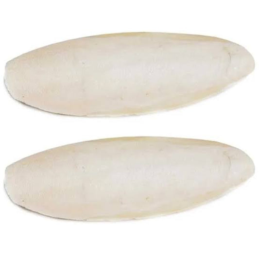 Cuttle Bone