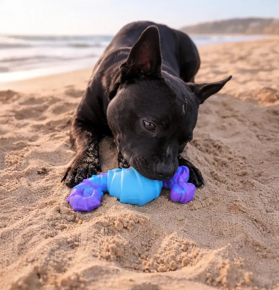 Happy Staffy Co Seahorse Splash