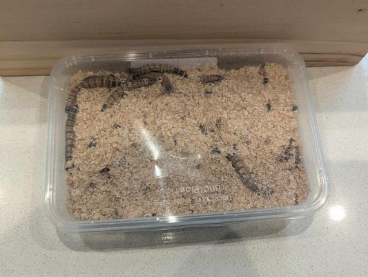 Petcare Warehouse Superworms