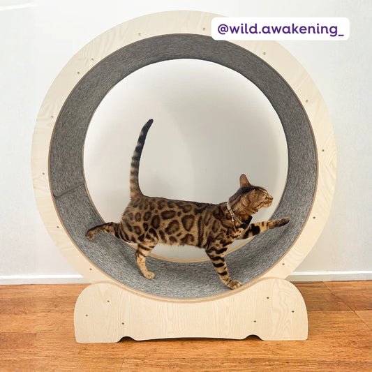 Kazoo Cat Workout Wheel